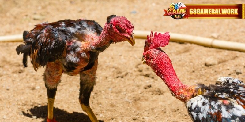 Bạn sẽ được tận hưởng sự tinh túy từ công nghệ và tận tâm từ nhà cái