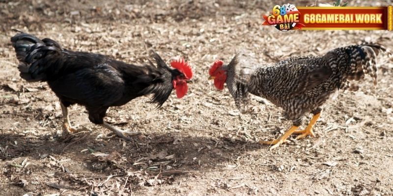 Các trường gà nổi tiếng sẽ thường được chọn để phát sóng 