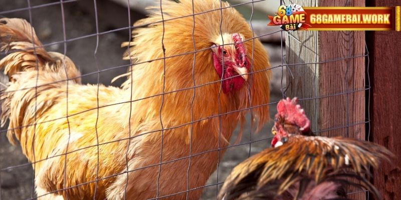 Đá gà Thái Lan đòi hỏi sự tập trung cao độ vào các cú đá quyết định